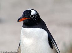 Eselspinguin (28 von 97).jpg